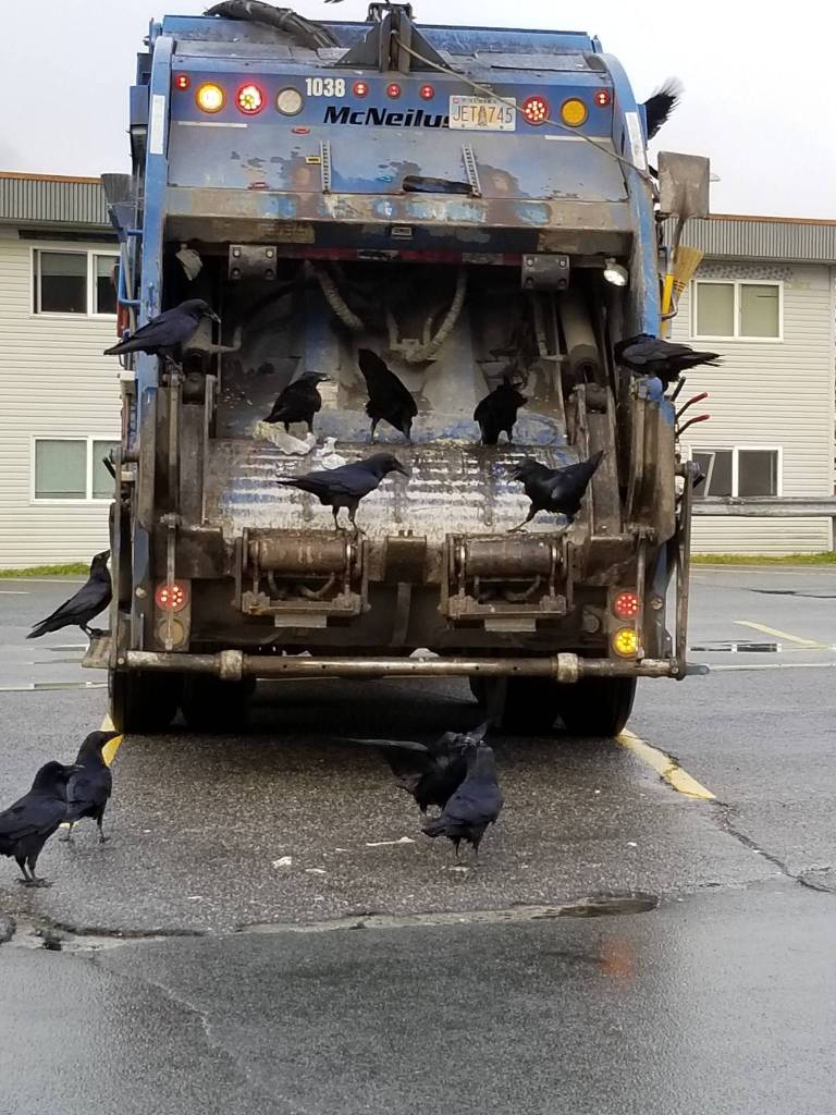 Ravens scavenge for food at Foodland IGA in downtown Juneau, Monday, Oct. 28, 2019. (Courtesy photo | Betty Marriott)