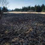 A 400-foot by 400-foot area of burned grass area next to the Davis Meadows Trail in Switzer Creek on Tuesday, April 2, 2019. The fire was reported on Sunday, March 31, and put out by Capitol City Fire/Rescue. (Michael Penn | Juneau Empire)