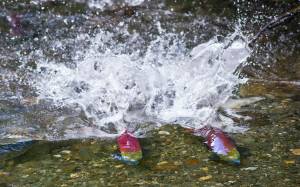 Two male sockeye salmon battle for territory in Steep Creek near the Mendenhall Glacier Visitors Center (Michael Penn | Juneau Empire File)