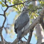 An adult northern goshawk perches on a tree near Haines Junction, Yukon. (Courtesy Photo | Gwen Baluss)