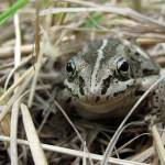 A wood frog, now freezing in a bog near you. (Courtesy Photo | Ned Rozell)