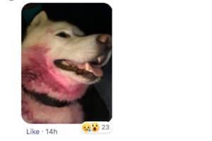 Outcry over dog being shot turned out to be fishy