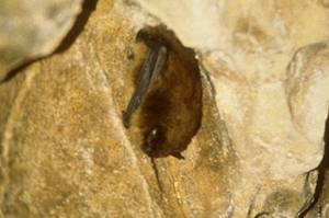 Celebrate bat week(end) at Mendenhall visitor center