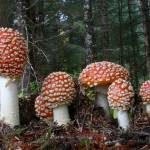 A ground-level look at Amanita mushrooms. (Courtesy Photo | Bob Armstrong)