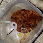 A tapeworm found by Cynthia Pflughoeft at Eielson Air Force Base. (Courtesy Photo | Cynthia Pflughoeft)