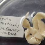 One of a seldom-found species of fish tapeworm, Ligula intestinalis, found by Cynthia Pflughoeft and now at the UA Museum of the North. (Courtesy Photo | Ned Rozell)
