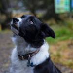 Assistant project manager Nick Carver admires the new pavilion at Auke Lake, a partnership between local Rotary clubs and the Parks and Recreation Department of the City and Borough of Juneau. (Michael S. Lockett | Juneau Empire)