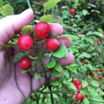 Vivian Faith Prescott shows how thick red huckleberries can get on a branch. (Vivian Faith Prescott | For the Juneau Empire)