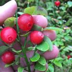 Vivian Faith Prescott shows how thick red huckleberries can get on a branch. (Vivian Faith Prescott | For the Juneau Empire)