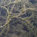 Milfoil near the bank of Twin Lakes on Wednesday, Oct. 30, 2019. The city is looking to knock back the plant by lowering the lake level to allow the plants to freeze, and in the spring, flood the lake with salt water. (Michael Penn | Juneau Empire)