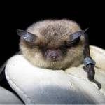 A little brown bat photographed by biologist Jesika Reimer. (Courtesy Photo | Jesika Reimer)