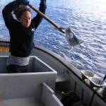Marie Rose, co-owner of Shoreline Wild Salmon, pulls in a salmon. The three-year-old Pelican-based fishing company does most of its business in the Midwest, but wants to do more business in Southeast Alaska, co-owners said. (Courtesy Photo | Joe Emerson)