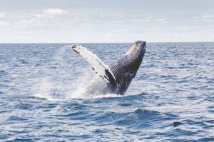 Four whales struck by vessels this year in Southeast