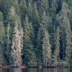 Moss covers old growth trees along Auke Lake on Thursday, Nov. 29, 2018. (Michael Penn | Juneau Empire File)