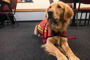 Tango is a search dog with SEADOGS, an all-volunteer K-9 rescue team that assists with missing persons cases. Both two-legged and four-legged SEADOGS members were at the Moose Lodge Monday, Nov. 4, 2019. (Michael S. Lockett | Juneau Empire)