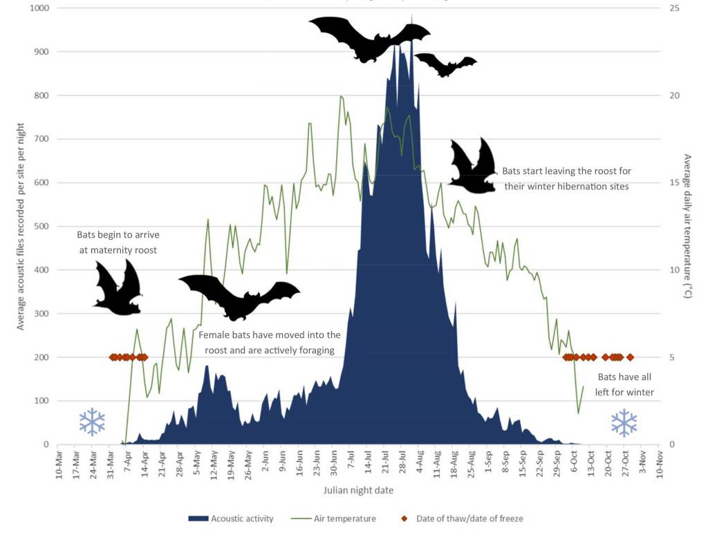 Biologist Jesika Reimer of Taiga Wildlife Research in Anchorage created this graphic showing the summer activity of little brown bats in northern Alaska. (Courtesy of Jesika Reimer)