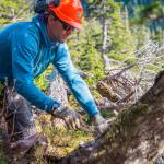 What can trees tell us about avalanche history? Quite a bit.