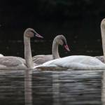 The telltale signs of approaching winter are here