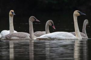The telltale signs of approaching winter are here