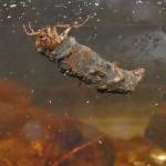 A northern case maker caddisfly crawls under ice. (Courtesy Photo | Bob Armstrong)