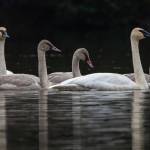 A swan family on Moose Lake. (Courtesy Photo | Jos Bakker)