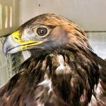 A juvenile male golden eagle was rescued off of Egan Drive by the Juneau Raptor Center after being struck by a car Tuesday, Nov. 19, 2019. (Courtesy Photo | Kathy Benner)