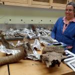 What killed the world’s giants?