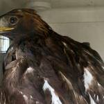 A juvenile male golden eagle was rescued off of Egan Drive and sent to the Alaska Raptor Center in Sitka after being struck by a car Nov. 19, 2019. (Courtesy Photo | Juneau Police Department)