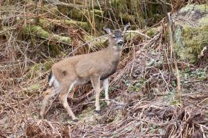 Deer taken on Douglas was third lowest last year in 22 years. What’s going on?