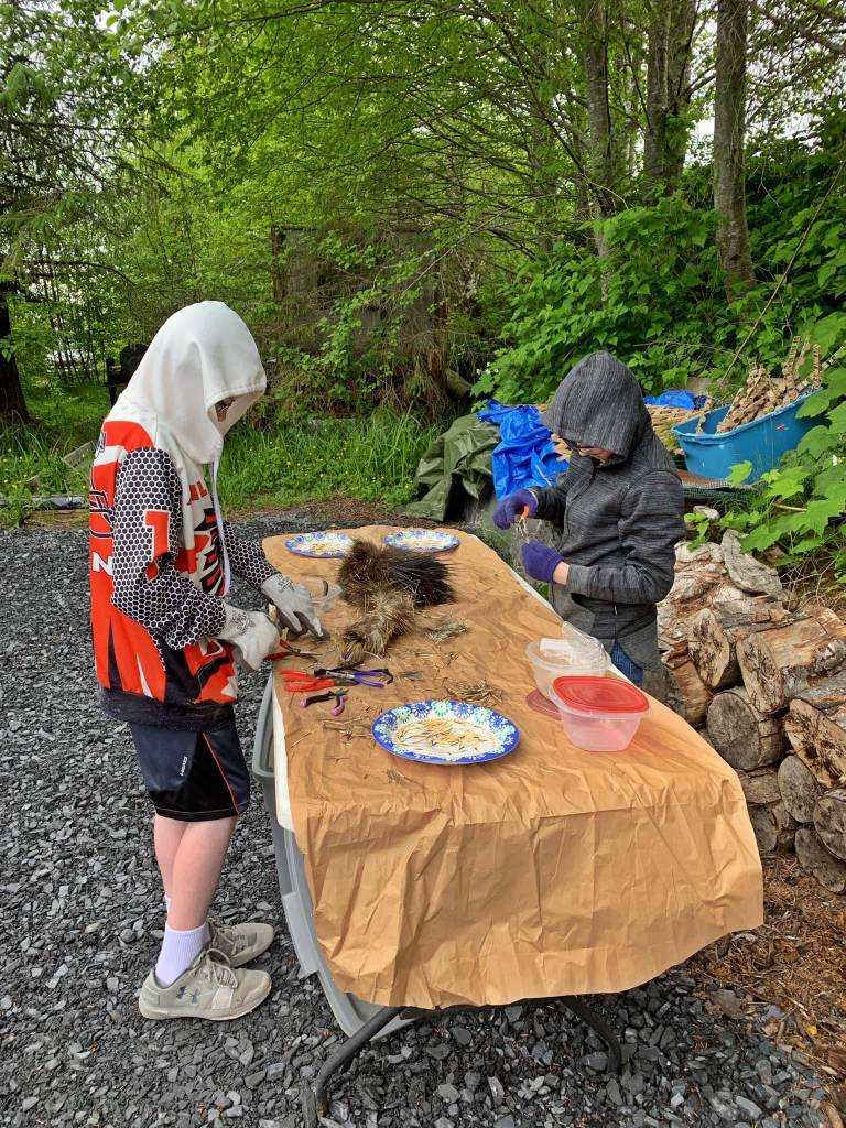 Timothy and Jackson Pearson harvest porcupine quills at Mickeys Fishcamp in Wrangell. (Vivian Faith Prescott | For the Capital City Weekly)