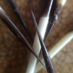 Close-up detail of the barbs on porcupine quills. (Vivian Faith Prescott | For the Capital City Weekly)