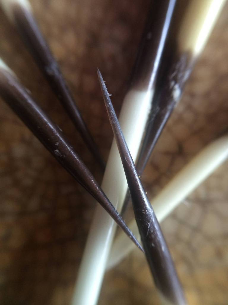 Close-up detail of the barbs on porcupine quills. (Vivian Faith Prescott | For the Capital City Weekly)