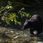 A black bear drips water after an unsuccessful chase of sockeye salmon in Steep Creek at the Mendenhall Glacier Visitor Center in September 2018. (Michael Penn | Juneau Empire File)