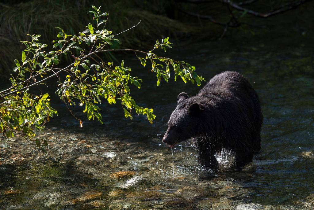A black bear drips water after an unsuccessful chase of sockeye salmon in Steep Creek at the Mendenhall Glacier Visitor Center in September 2018. (Michael Penn | Juneau Empire File)
