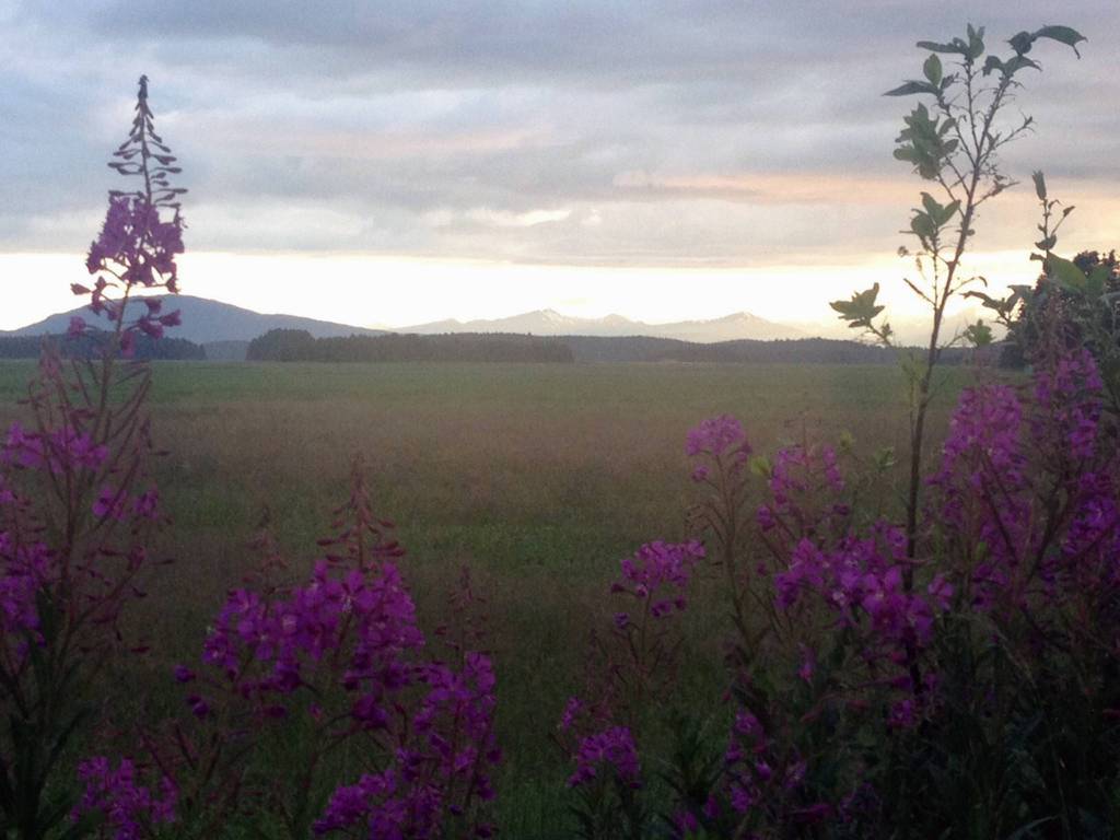 Fireweed and rain clouds frame the Juneau wetlands in June 2015. (Courtesy Photo | Barbara Belknap)