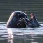 Courtesy Photo | <strong>Steve Hamilton</strong>                                A harbor seal catches a silver salmon at DIPAC earlier this fall.