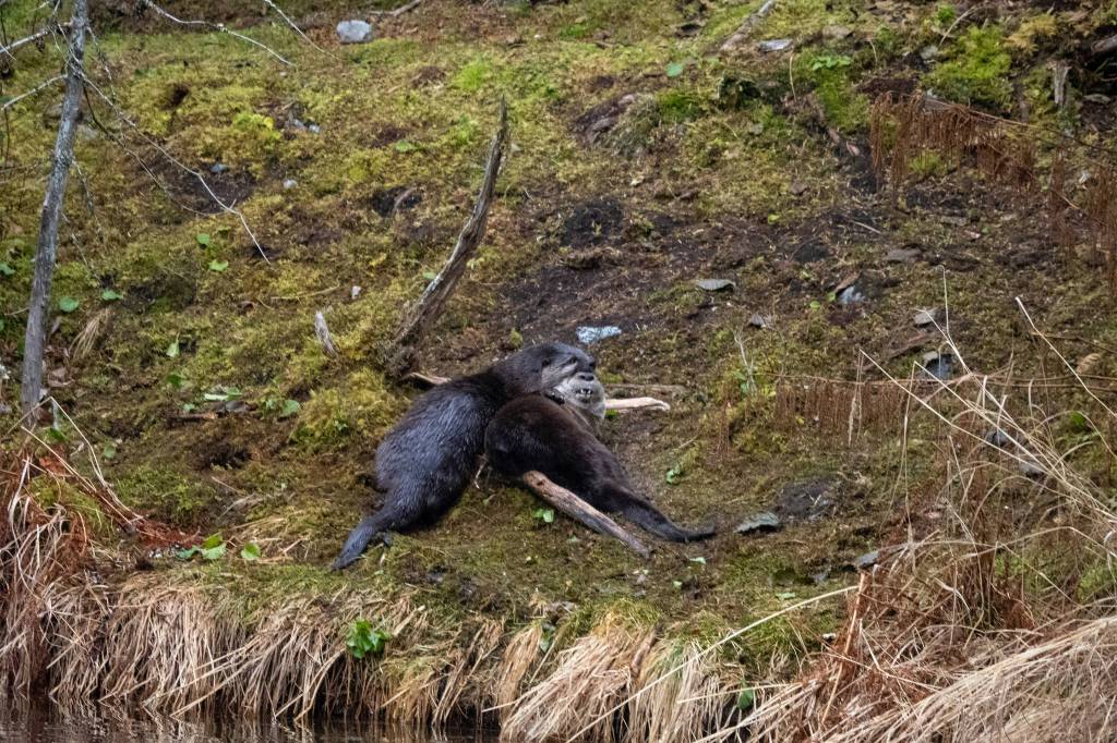 River otters play at the Mendenhall Glacier in November. (Courtesy Photo | Janice Gorle)