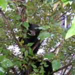 Black bears typically are born in litters of two and stay with their mothers until they are 18 months old, according to Alaska Department of Fish and Game wildlife biologist Ryan Scott. (Courtesy Photo | Alaska Department of Fish and Game)