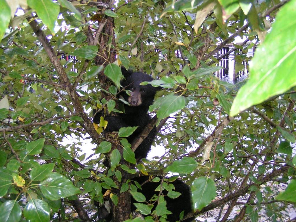Black bears typically are born in litters of two and stay with their mothers until they are 18 months old, according to Alaska Department of Fish and Game wildlife biologist Ryan Scott. (Courtesy Photo | Alaska Department of Fish and Game)