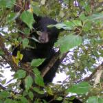 Bear with them, they’re learning