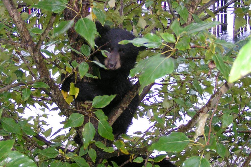 Bear with them, they’re learning