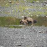 Alaska Department of Fish and Game wildlife biologist Ryan Scott said yearling bears, such as the one in this photo, are still in many ways learning how to survive as a bear in Southeast Alaska. (Courtesy Photo | Alaska Department of Fish and Game)