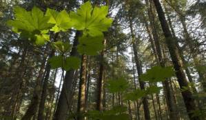 Opinion: Keep the national Roadless Rule on the Tongass