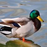 Waterfowl hunting season to close next week