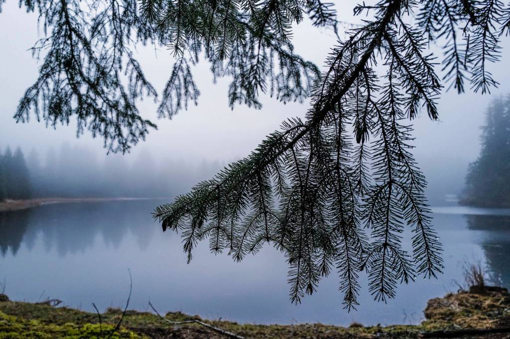 Spruce boughs hang near a pond in the Tongass National Forest on Monday, Dec. 9, 2019. (Michael Penn | Juneau Empire)