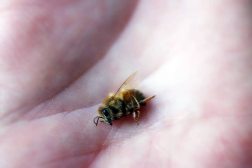 Raylynn Lawless holds a dead honey bee in her palm. Worker bees have a life span of a few weeks, Lawless said, and queen bees have a lifespan of several years. (Ben Hohenstatt | Juneau Empire)