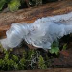 Hair frost grows on a piece of wood. (Courtesy Photo | Bob Armstrong)