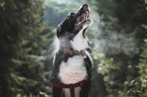 Take a deep breath: How animals, like big blue whales and lungless salamanders, breathe