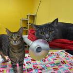 Two cats at Juneau Animal Rescue on Tuesday, Dec. 24, 2019. (Peter Segall | Juneau Empire)