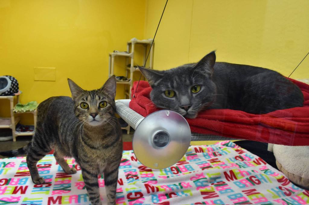 Two cats at Juneau Animal Rescue on Tuesday, Dec. 24, 2019. (Peter Segall | Juneau Empire)